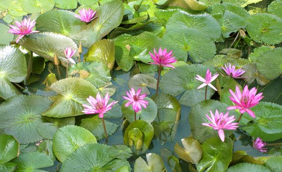 Image of a Lotus Flower On The Water Flowers Blooming Nature.