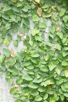 Climbing fig tree and white wall old