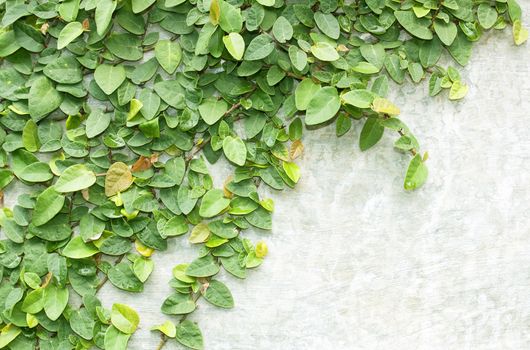 Climbing fig tree and white wall old