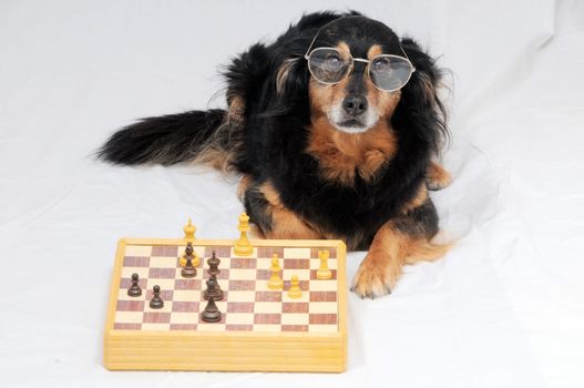 One Smart Black Dog Playing Chess on a White  Background