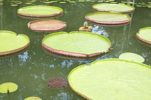 Lotus leaf  droplets Water  on Lotus leaf