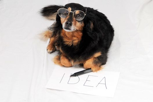 One Female Old Black Dog Drawing on a White Paper