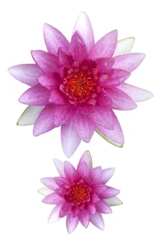 Pink Lotus Flower And White Background. The Lotus Flower