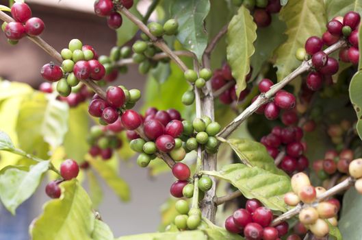 Coffee beans ripening on tree in North of thailand