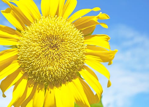 Sunflowers at The Field In Summer Nature.