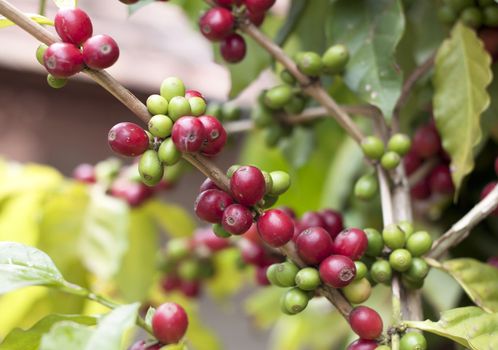 Coffee beans ripening on tree in North of thailand