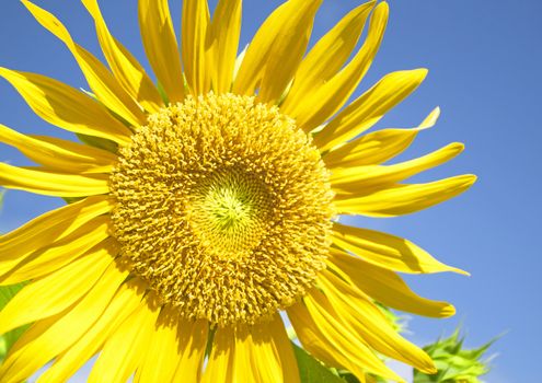 Sunflowers at The Field In Summer Nature.