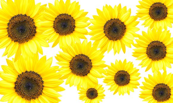 Sunflower Isolated on White + Clipping Path