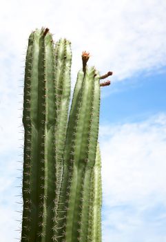 Green big cactus over blue sky tropics.