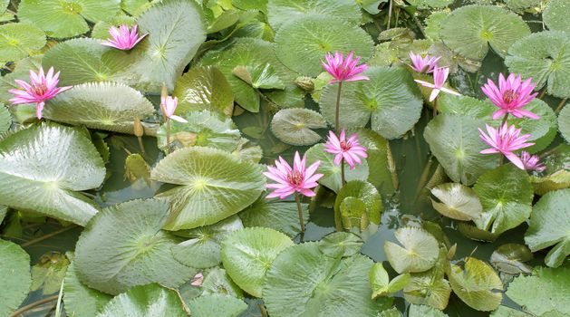 Image of a Lotus Flower On The Water Flowers Blooming Nature.