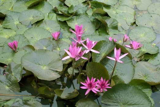 Image of a Lotus Flower On The Water Flowers Blooming Nature.