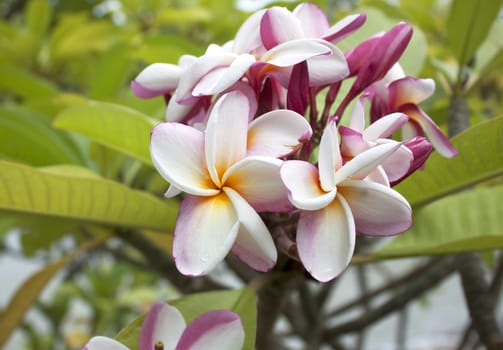 Branch of tropical flowers frangipani (plumeria)