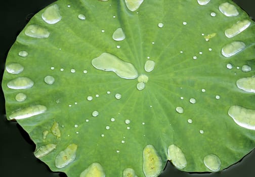 Lotus leaf  droplets Water  on Lotus leaf