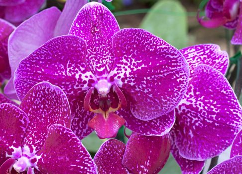 Abundant blooming of Phalaenopsis, Moth Orchid Purple.