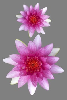 Pink Lotus Flower And White Background. The Lotus Flower