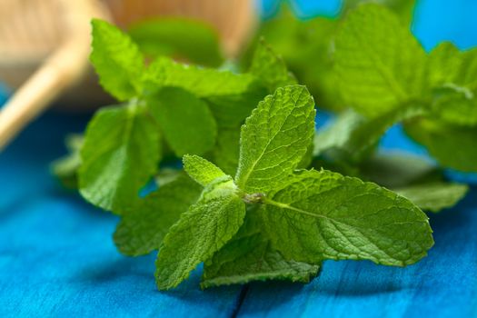 Peruvian Muña (lat. Minthostachys mollis) is a herbal and medicinal plant with a taste similar to mint, and is prepared as tea or used as a spice in some regions (Selective Focus, Focus on some of the leaves in the front)