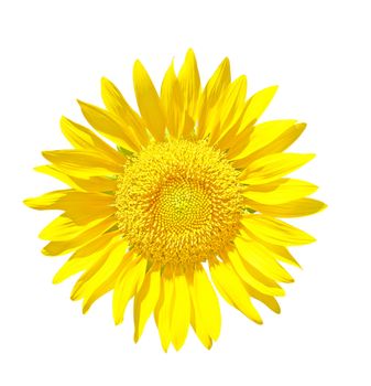 Sunflower Isolated on White + Clipping Path