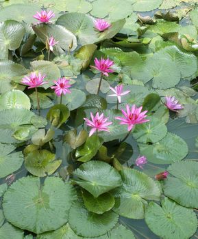 Image of a Lotus Flower On The Water Flowers Blooming Nature.