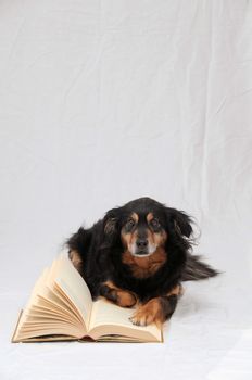 One intelligent Black Dog Reading a Book on a White Background