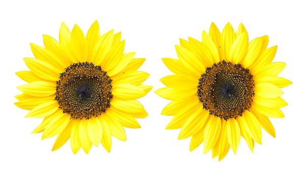 Sunflower Isolated on White + Clipping Path