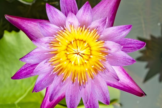 image of a lotus flower on the water