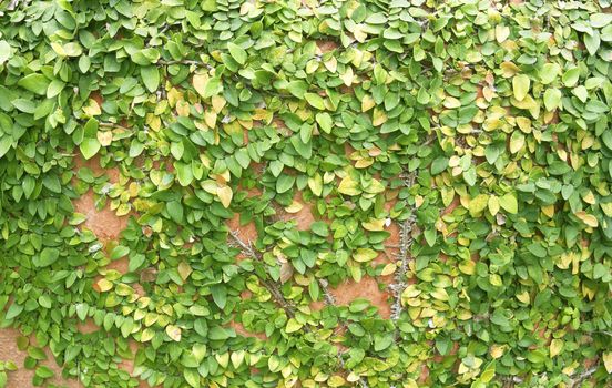 Climbing fig tree and white wall old