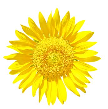 Sunflower Isolated on White + Clipping Path