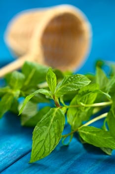 Fresh mint leaves on blue wood with tea strainer in the back (Selective Focus, Focus on the leaves in the front)