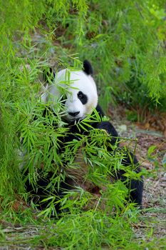 Giant Panda bear eating bamboo in the wild