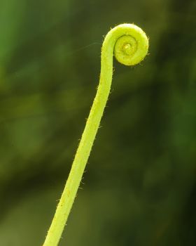 Abstract curly twig against green background,details of the nature.