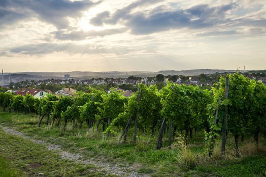 Wine fields in stuttgart germany