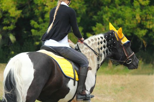 Horse driven rider during competitions riding