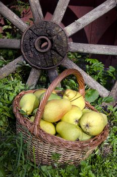 summer pear fruit in wicker basket near old carriage wheel in garden