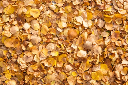 Background of yellow autumn leaves