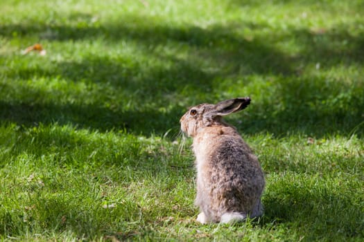 City rabbit sitting in grass