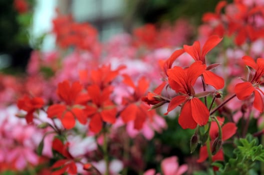 Some Very Colored Flowers on a Green Garden