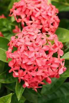 Ixora Coccinea