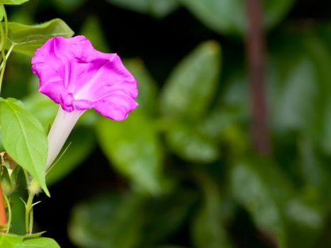 Beautiful pink flower of Morning glory(Ipomoea sp. Family Convolvulaceae)