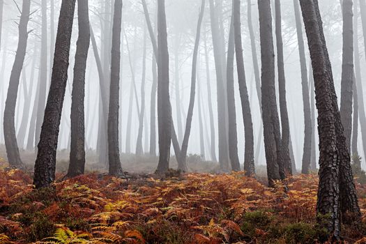 Beautiful view of a forest on a foggy day.