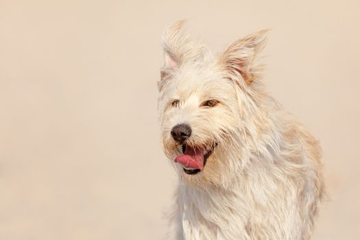 Cute white dog at the beach on a sunny day.