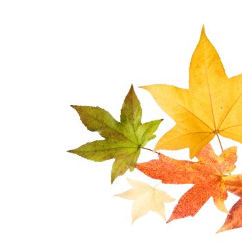 Autumn leaves over white background.