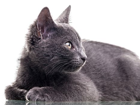 Chatreaux kitten close up portrait. Studio shot. Isolated on white background.