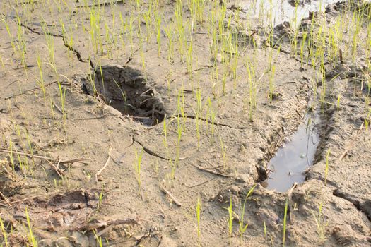 Footprints in rice  paddy  in Thailand