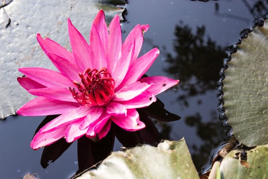 Pink water lily at sunrise floating on pond made visible
shadows in the water.Pink water lily or other pink to purple coloured
water plants. Pink and purple flowering and foliage water plant lists.