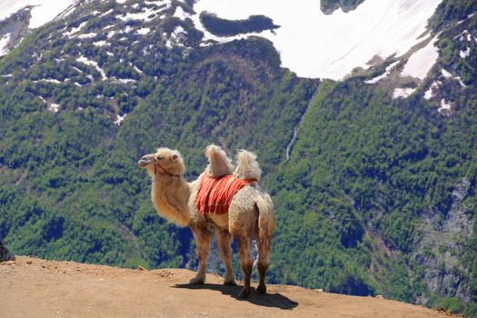 Image of lonely camel in high Caucasus mountains