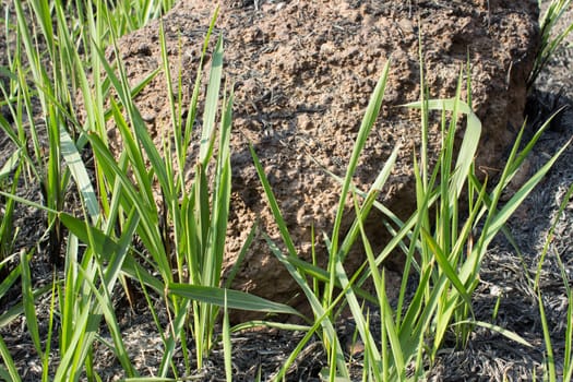 A big rock on a Grass.