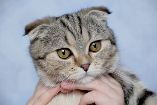 Image of cat's portrait with yellow eyes 