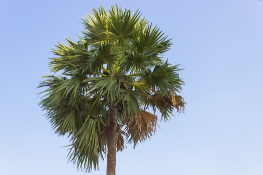 A Toddy-Palm  and Blue Sky