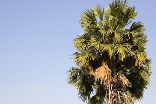 A Toddy-Palm  and Blue Sky