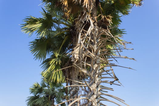 Palm Tree Trunk